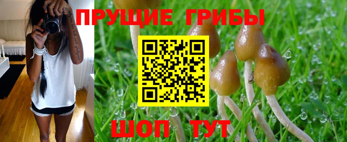 Галлюциногенные грибы Psilocybe Татарск